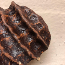 Load image into Gallery viewer, GHP Terra Sigillata - 1 quart (Currently enrolled students only)