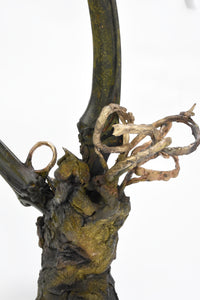 Curtis Arima, "Legacy and Lineage"